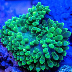 Green Bubble Tip  Anemone - M