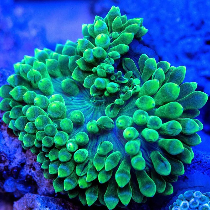 Green Bubble Tip Anemone - L