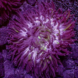 Long Tentacle Purple Anemone - L