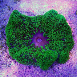 Haddons Carpet Metallic Green  Anemone - M