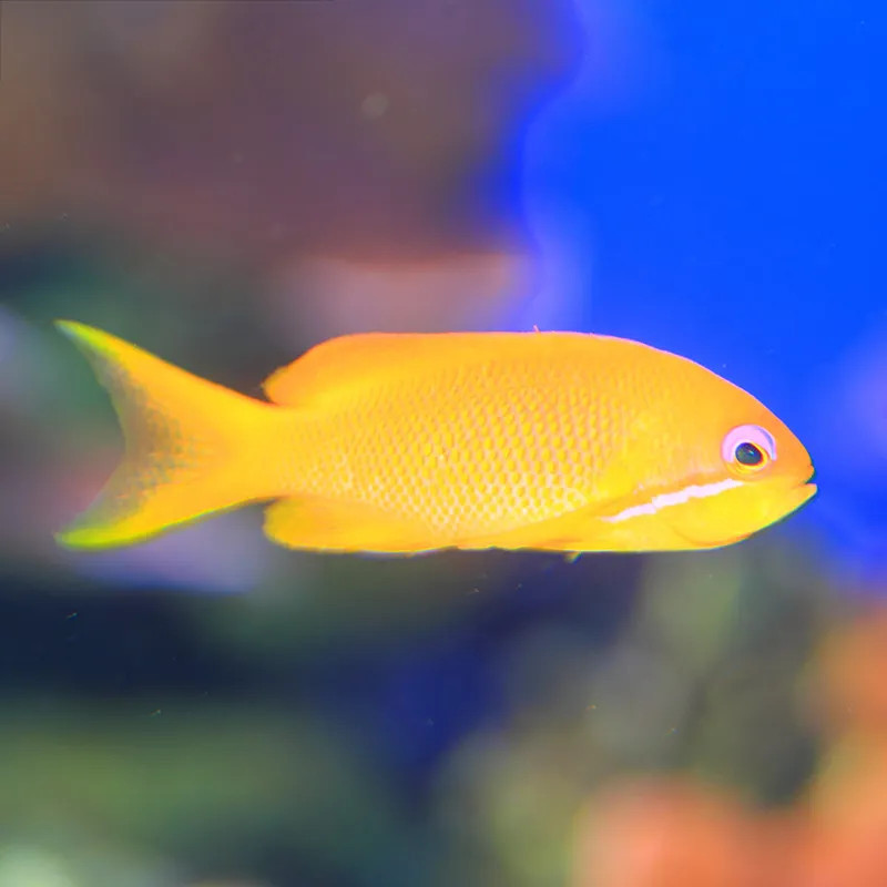 Lyretail Anthias - Female M