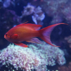 Lyretail Anthias Male M