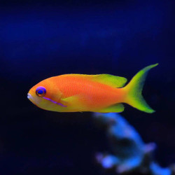 Lyretail Antias - Female S