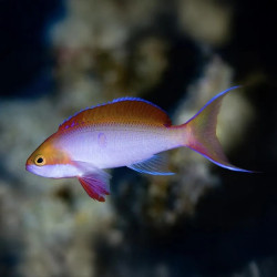 Redbar Anthias - M