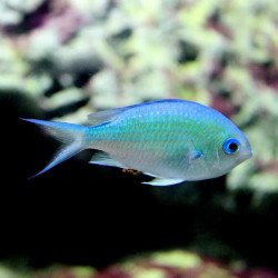 Blue Green Chromis M