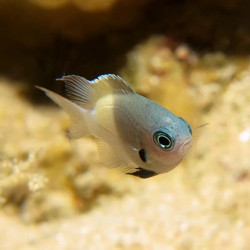 Chocolatedip Chromis M