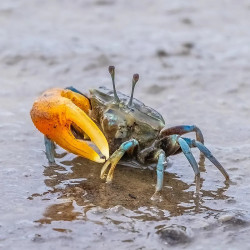 Fiddler Crab