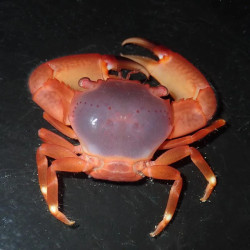 Lilac Coral Crab