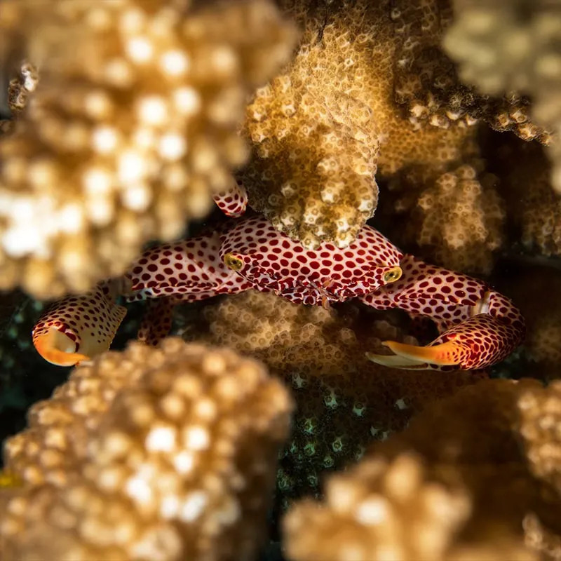 Spotted Crab