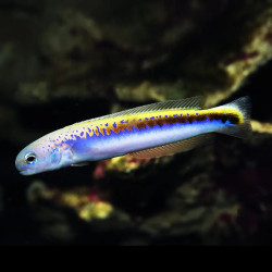 Oreni Tilefish M
