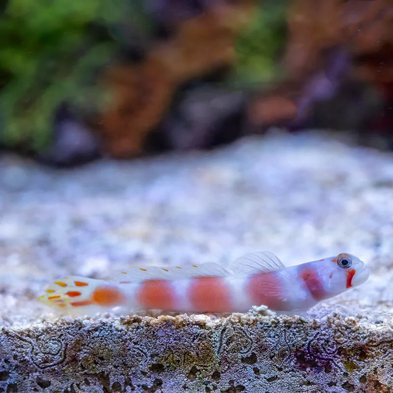 Pinkbar Goby M