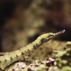 Tongan Dragonface Pipefish M