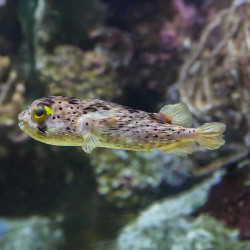 Porcupine Puffer M
