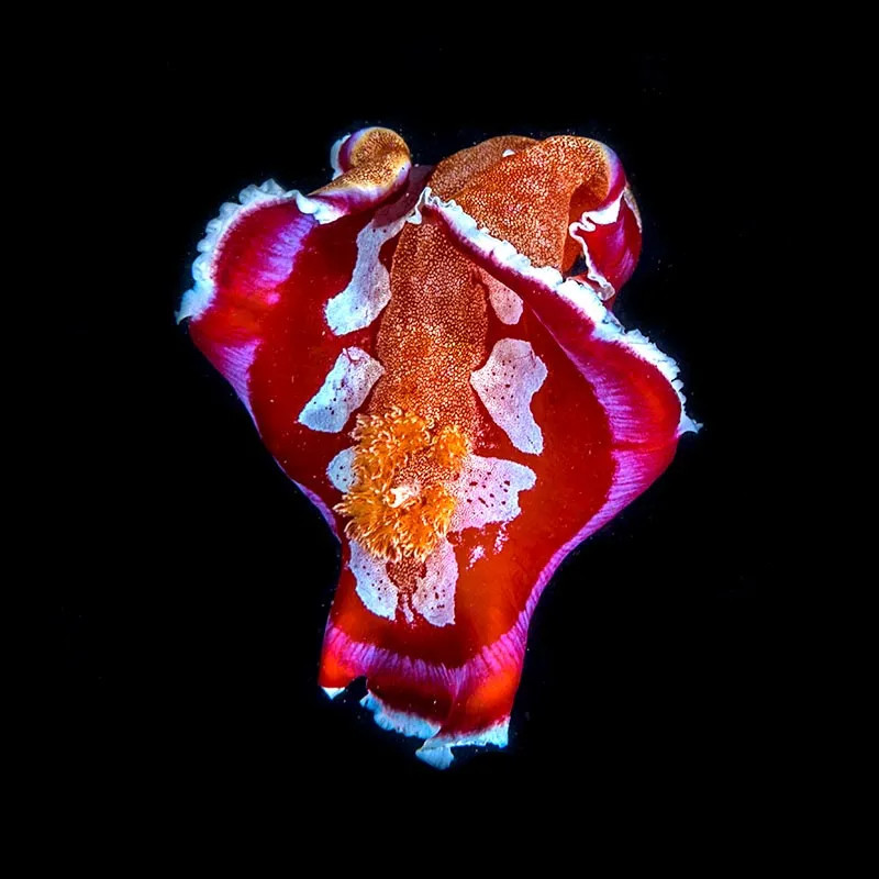 Spanish Dancer M
