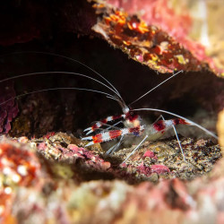 Banded Coral Shrimp