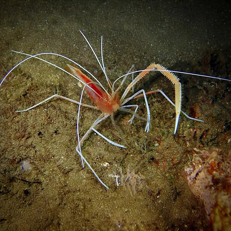 Cave Shrimp