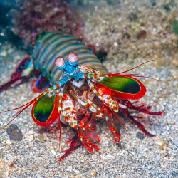 Clown Mantis Shrimp M