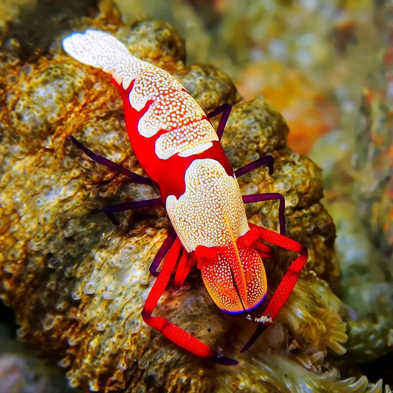 Emperor Shrimp