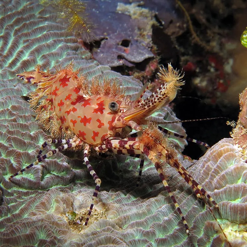 Saron Shrimp - M
