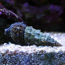 Black Sand Cerith Snail