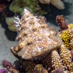 Maculated Top Shell Snail