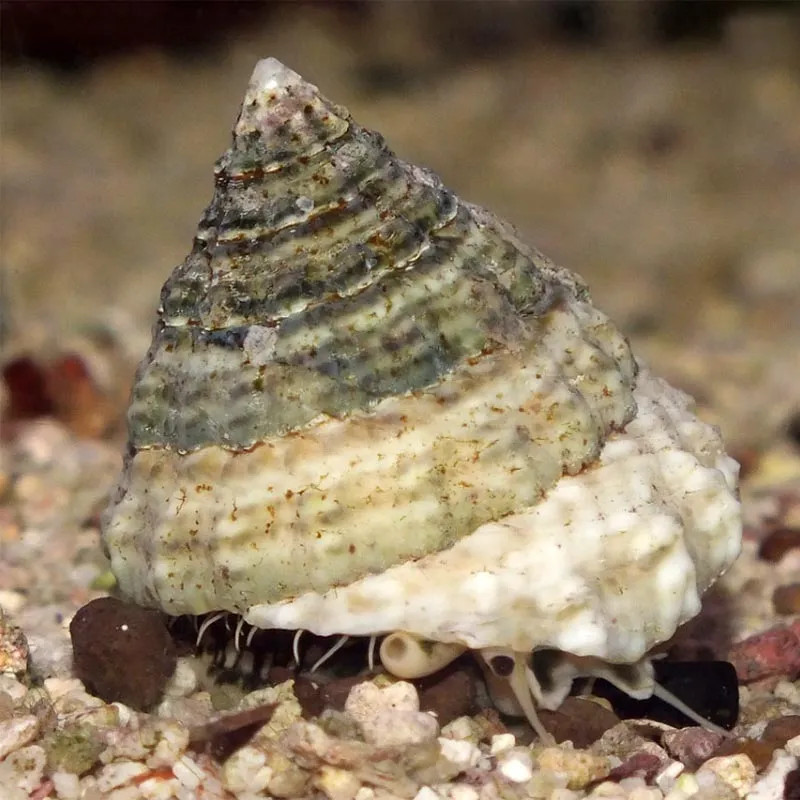 Pyram Top Shell M