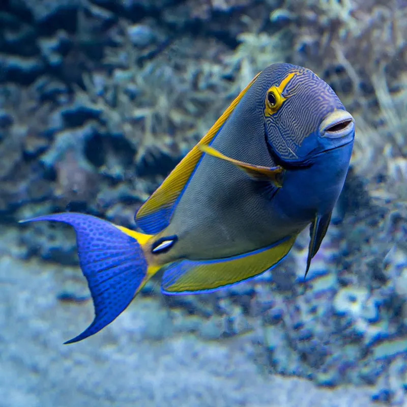 Eyestripe Surgeonfish M