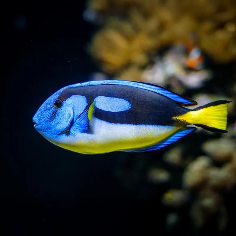 Yellow Belly Regal Blue Tang XL