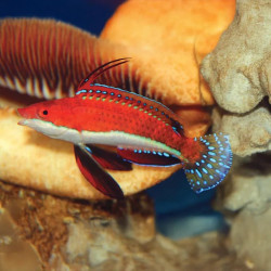 African Longfin Fairy Wrasse M