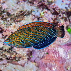 Bluespotted Wrasse Female M