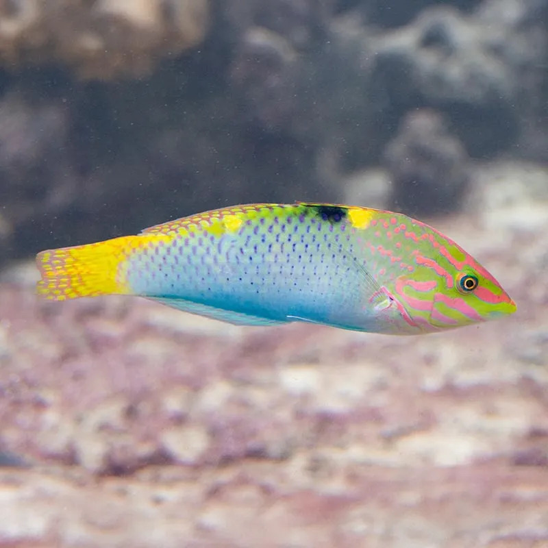 Checkerboard Wrasse M