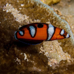 Formosa Wrasse Juv M
