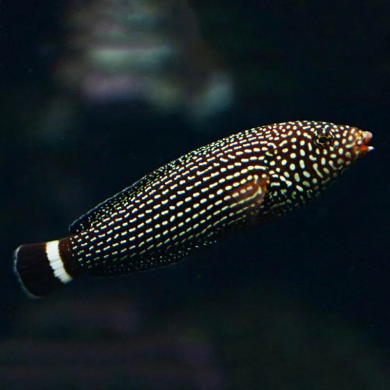 Lined Wrasse M