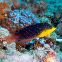 Yellowchest Twist Wrasse