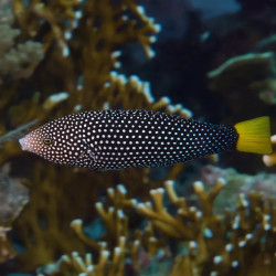 Yellowtail Wrasse M