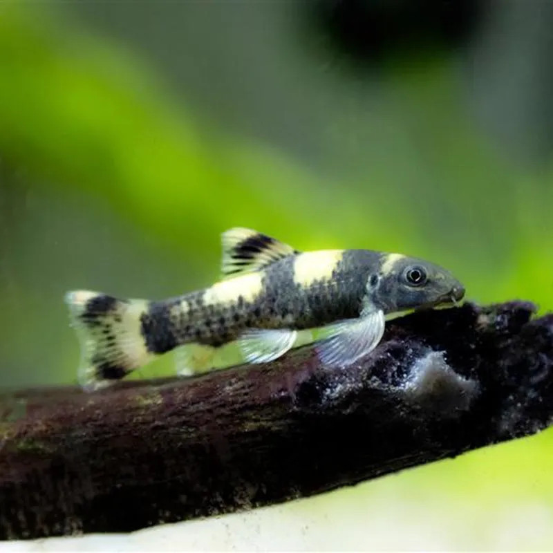 Panda Garra