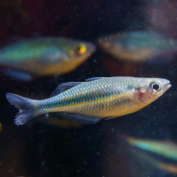 Turquoise Rainbowfish