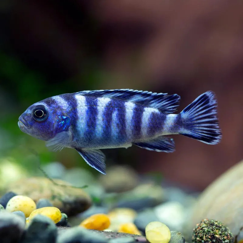 Demasoni Malavi Cichlid - Male M