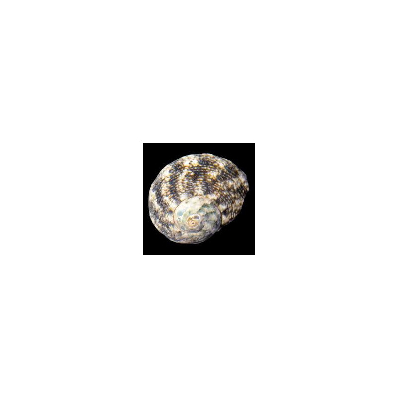 Nerite Turbo Snail