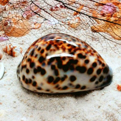 Cowrie Tiger Snail M