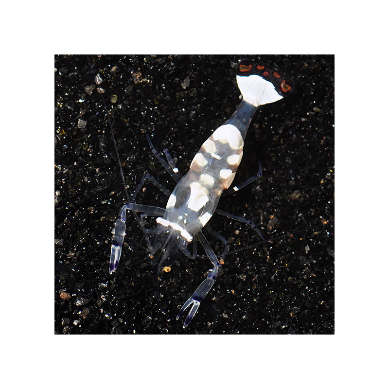 White Spot Anemone Shrimp M