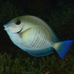 Yellow Doctor Surgeonfish M