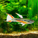 Endler Guppy - Male