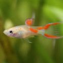 Calico Guppy