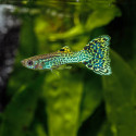 Green Cobra Endler Guppy