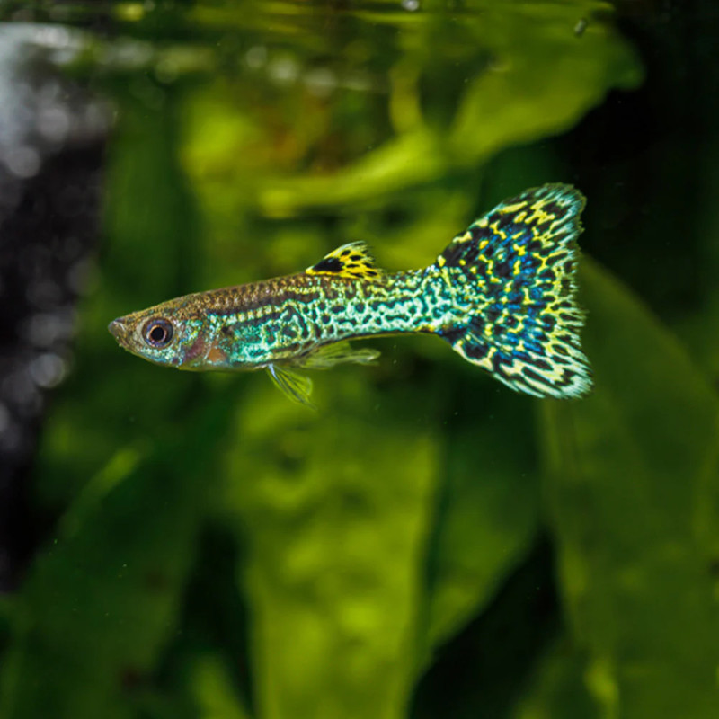 Green Cobra Endler Guppy