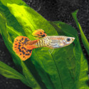Red Cobra Endler Guppy