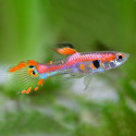 Pink Endler Guppy