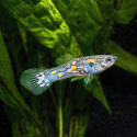 Blue Endler Guppy - Male