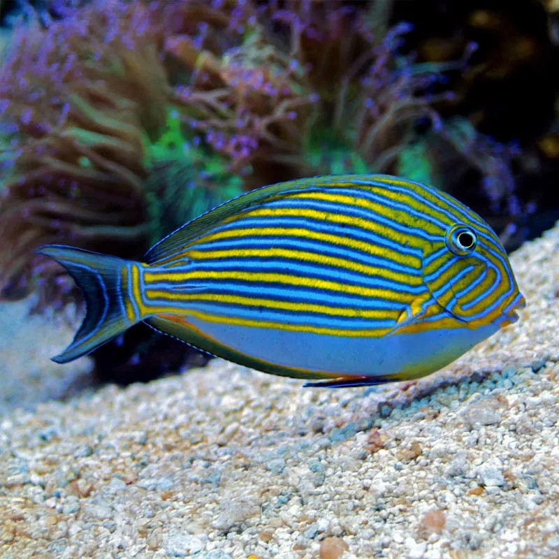 Clown Tang - SM